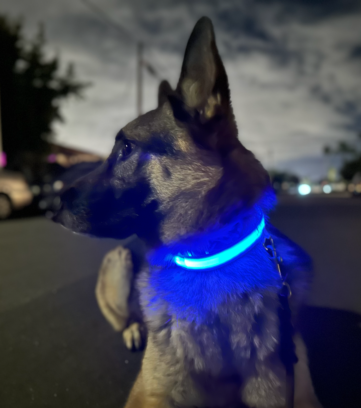 LED Dog Collars | Illuminate Your Pup's Adventures