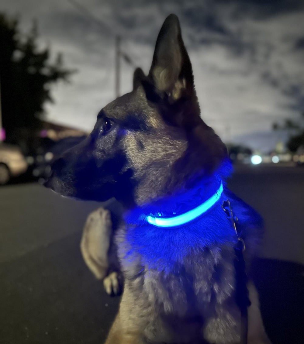 Luxury Dog Products: Premium Dog Collars and Accessories, LED Dog Collar, Glow in the Dark Dog Collar, Dog Collar Girl, Pet Safety