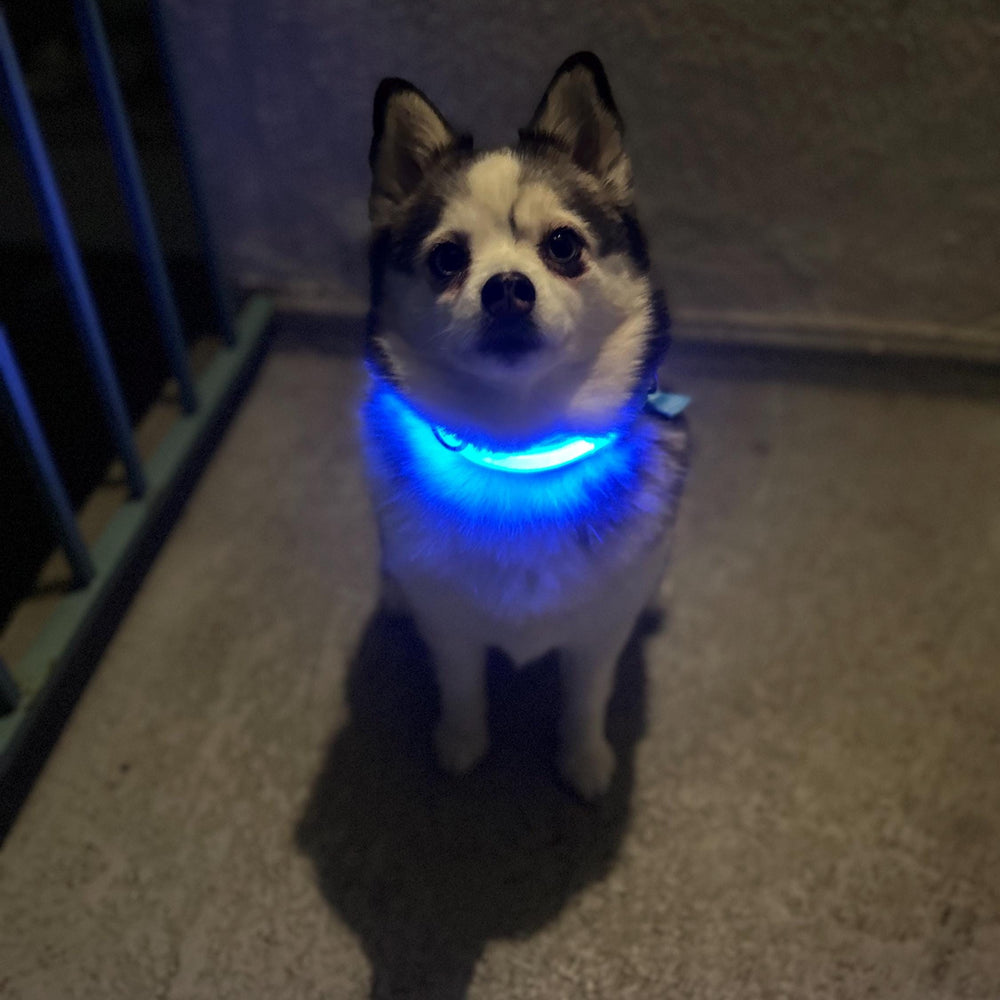 
                  
                    Luxury Dog Products: Premium Dog Collars and Accessories, LED Dog Collar, Glow in the Dark Dog Collar, Dog Collar Girl, Pet Safety
                  
                