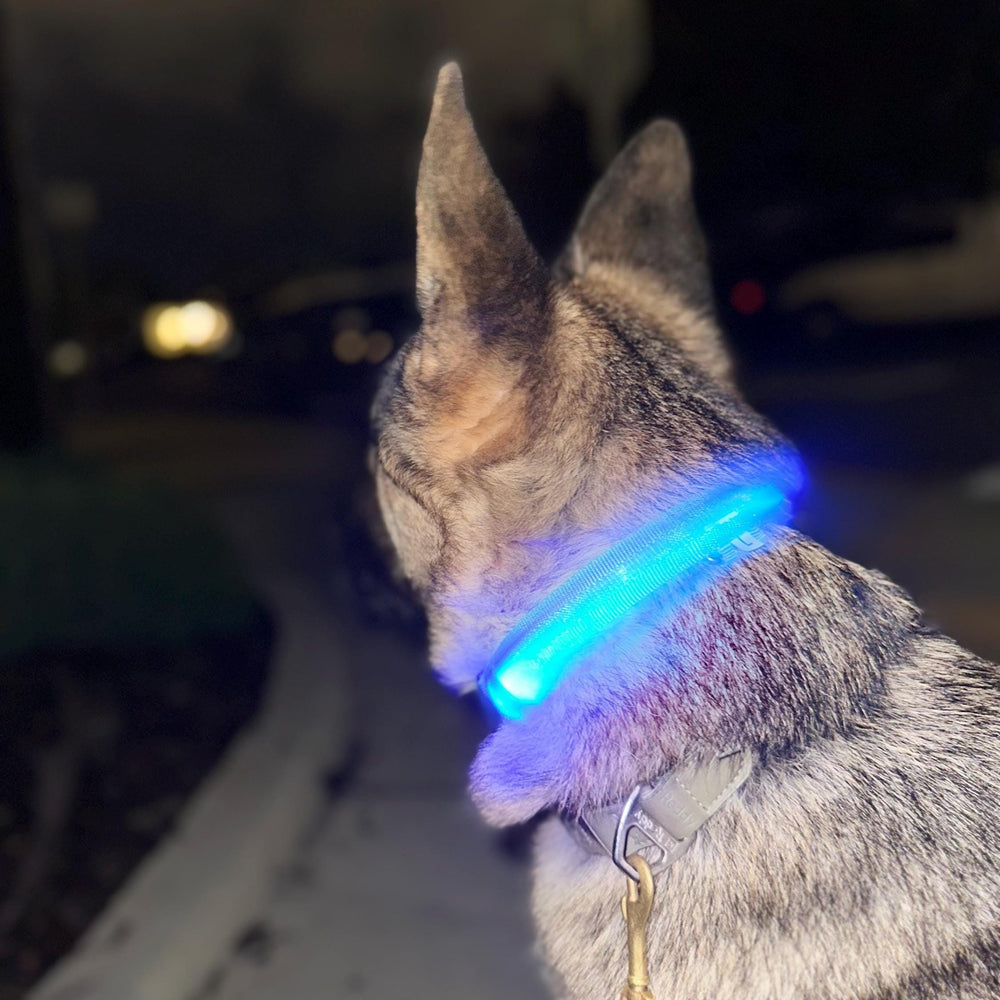 
                  
                    Luxury Dog Products: Premium Dog Collars and Accessories, LED Dog Collar, Glow in the Dark Dog Collar, Dog Collar Girl, Pet Safety
                  
                