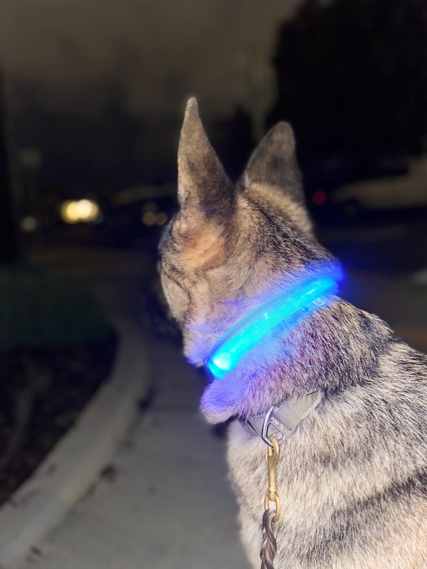 
                  
                    Luxury Dog Products: Premium Dog Collars and Accessories, LED Dog Collar, Glow in the Dark Dog Collar, Dog Collar Girl, Pet Safety
                  
                