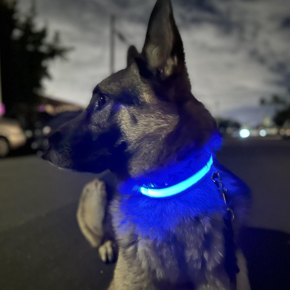 
                  
                    Luxury Dog Products: Premium Dog Collars and Accessories, LED Dog Collar, Glow in the Dark Dog Collar, Dog Collar Girl, Pet Safety
                  
                