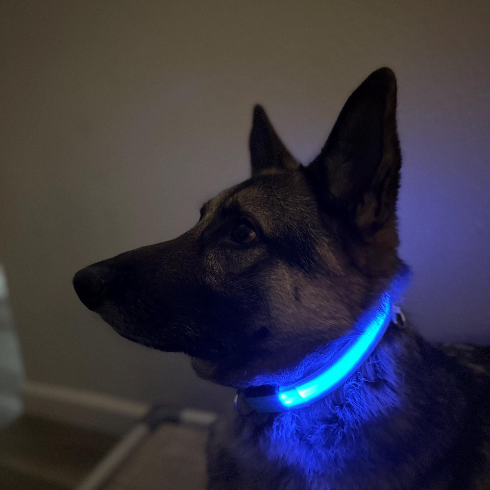 
                  
                    Luxury Dog Products: Premium Dog Collars and Accessories, LED Dog Collar, Glow in the Dark Dog Collar, Dog Collar Girl, Pet Safety
                  
                