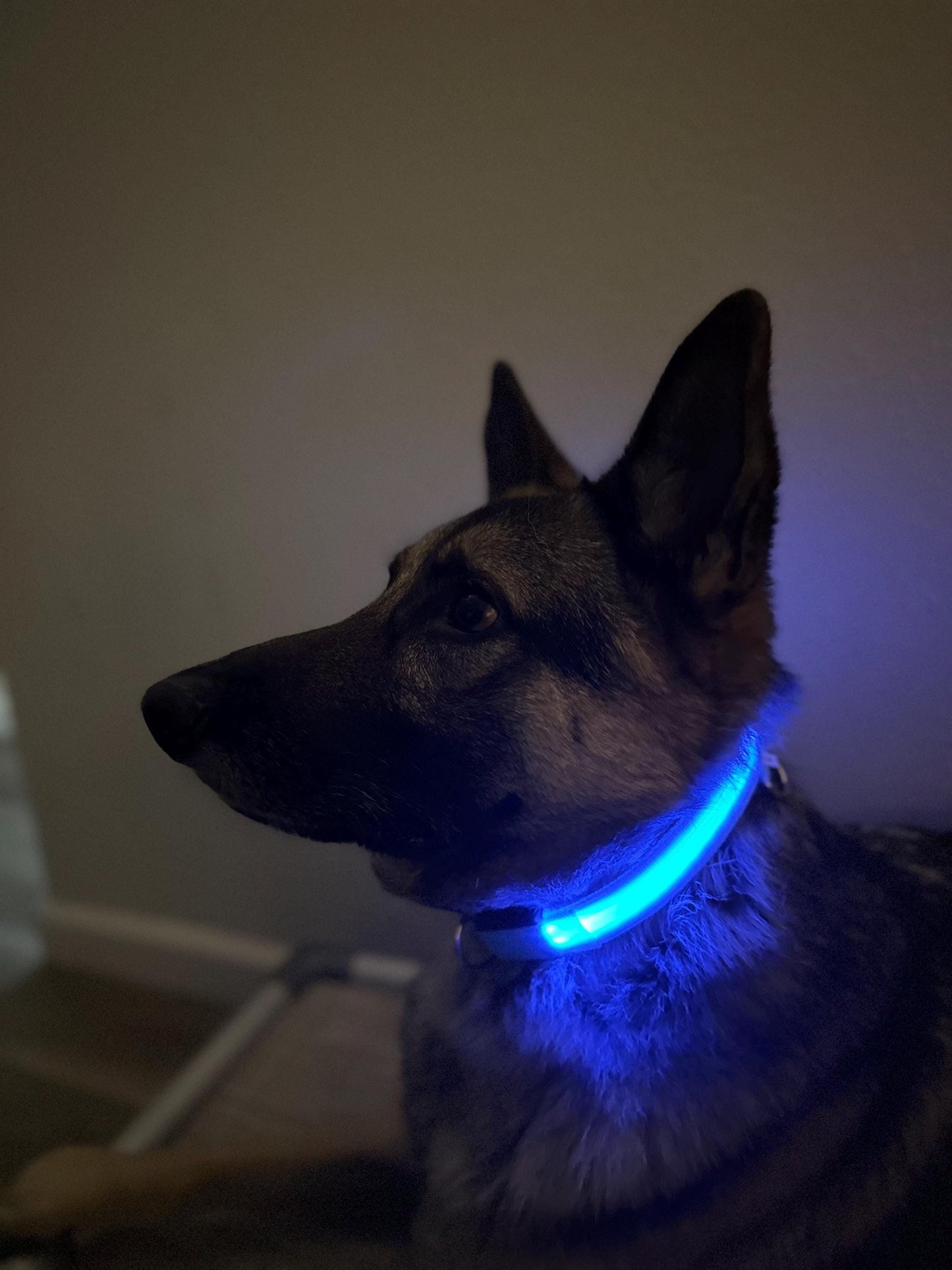 
                  
                    Luxury Dog Products: Premium Dog Collars and Accessories, LED Dog Collar, Glow in the Dark Dog Collar, Dog Collar Girl, Pet Safety
                  
                