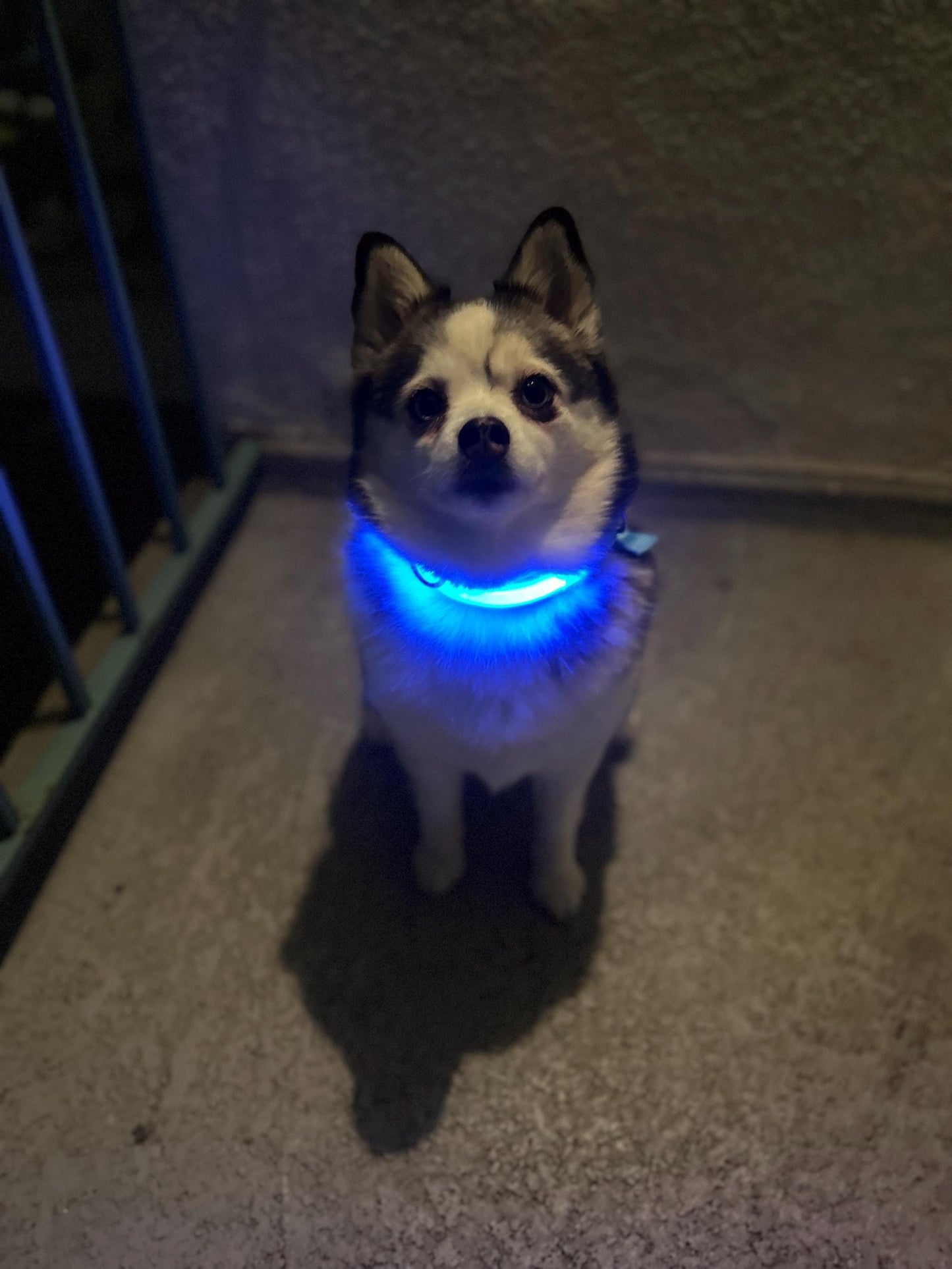 
                  
                    Luxury Dog Products: Premium Dog Collars and Accessories, LED Dog Collar, Glow in the Dark Dog Collar, Dog Collar Girl, Pet Safety
                  
                